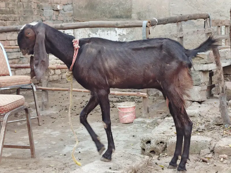 6 dant first timer bakri for sale — photo 2