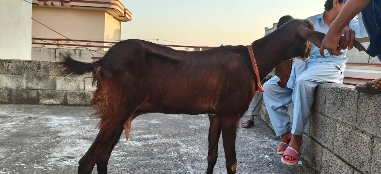 6 dant first timer bakri for sale — photo 3