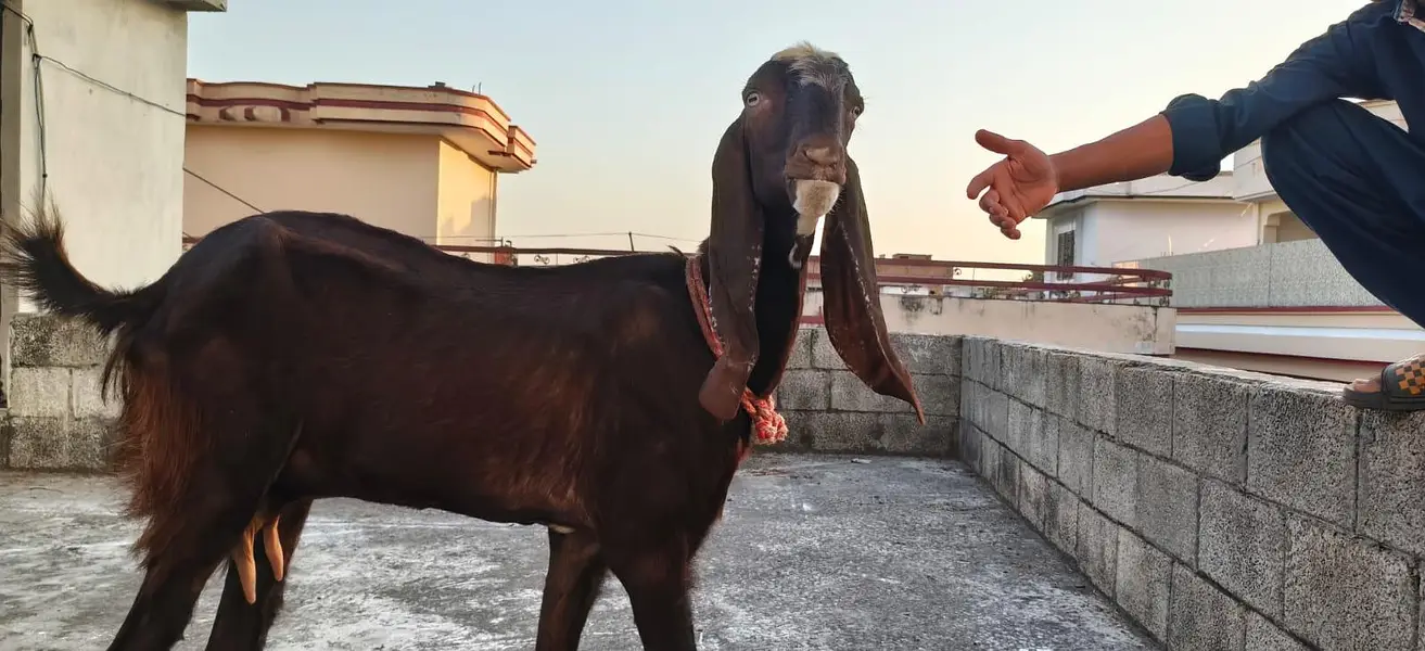 6 dant first timer bakri for sale — photo 4