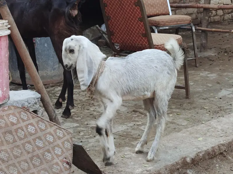 6 dant first timer bakri for sale — photo 5