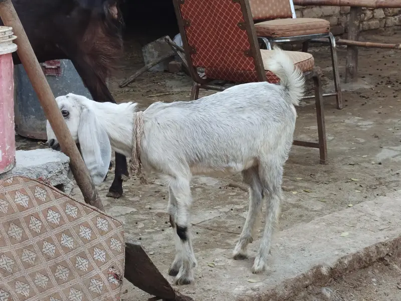 6 dant first timer bakri for sale — photo 6