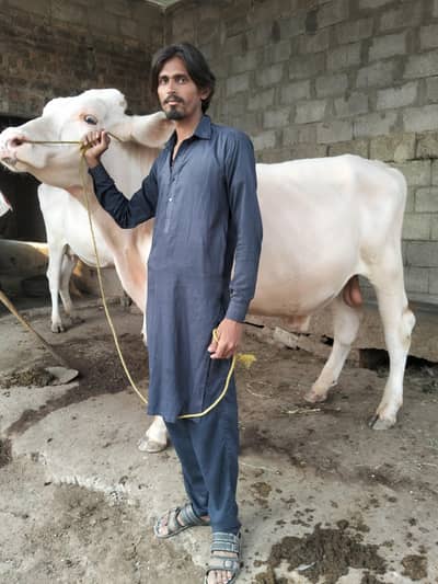 one ball Friesian for sale