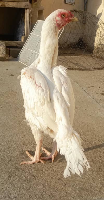 Heera Aseel Female For Sale!! . . WhatsApp 03219874606