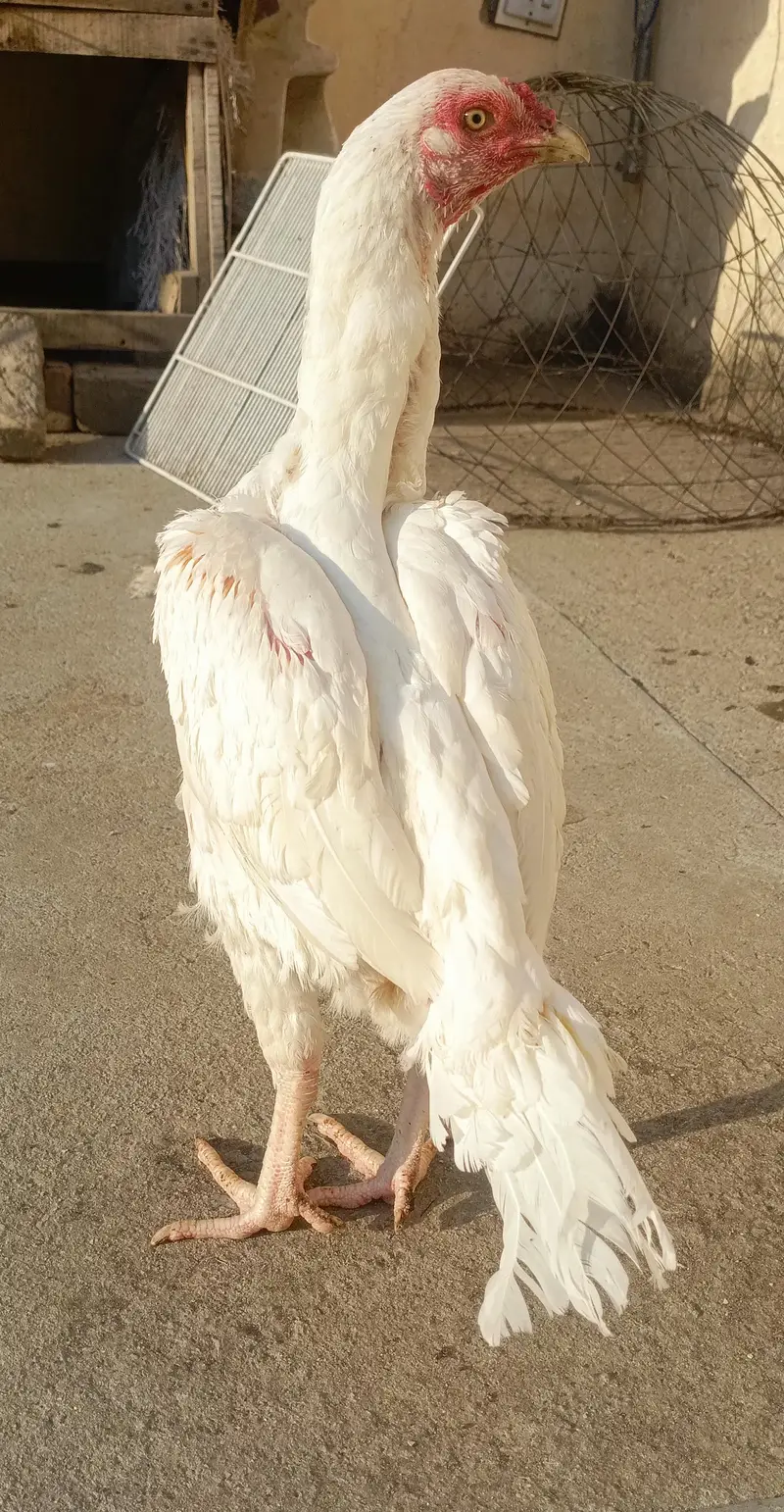 Heera Aseel Female For Sale!! . . WhatsApp 03219874606