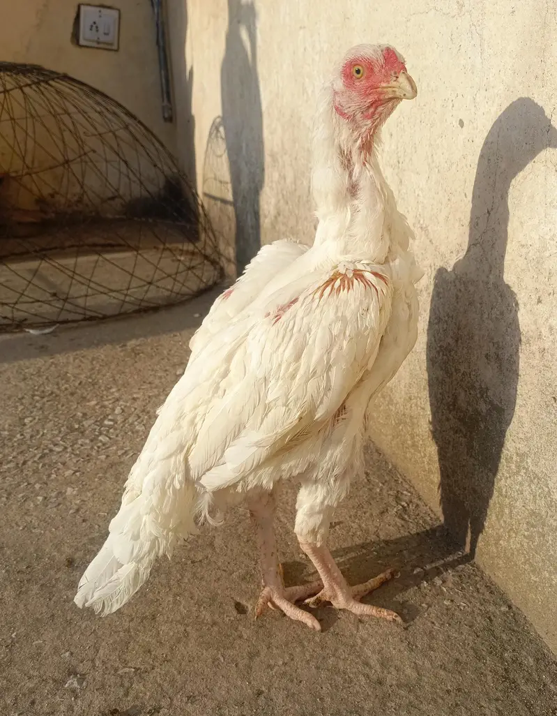 Heera Aseel Female For Sale!! . . WhatsApp 03219874606 — photo 3