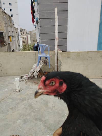 aseel shujra hen for sale -healthy and veccinated