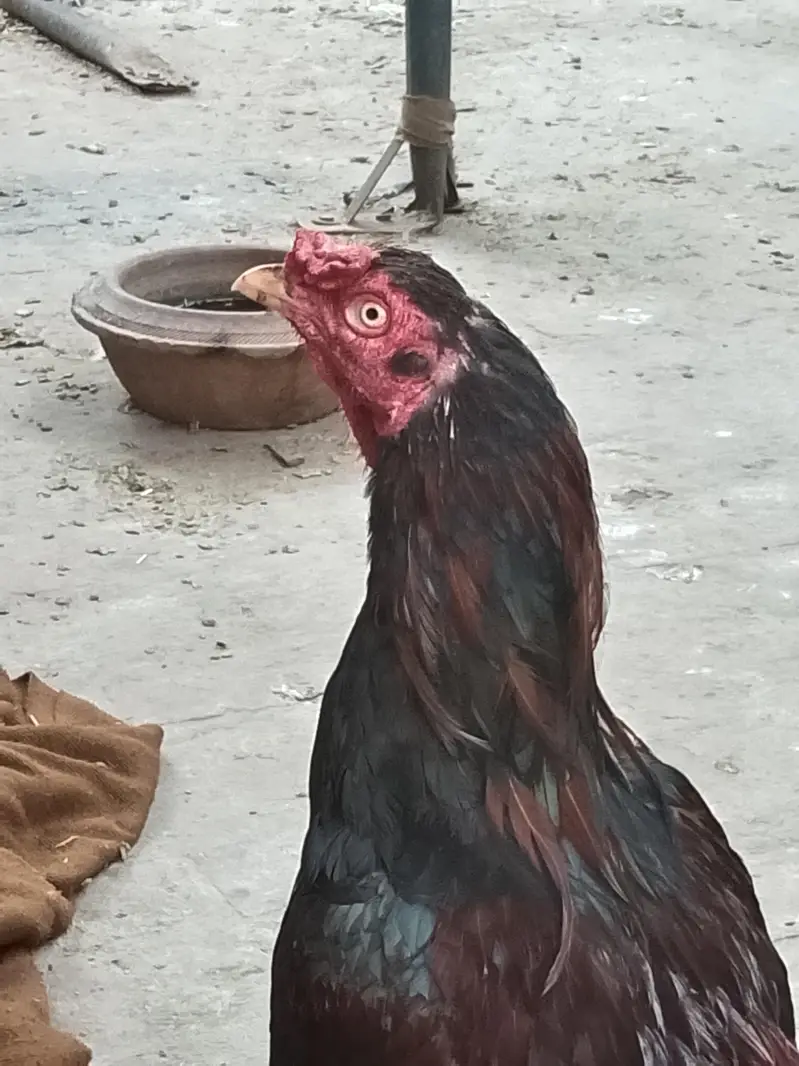Aseel murga