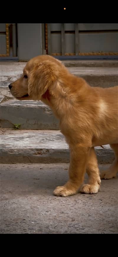 Golden Retriever Puppy | Puppy available| Imported Bloodline