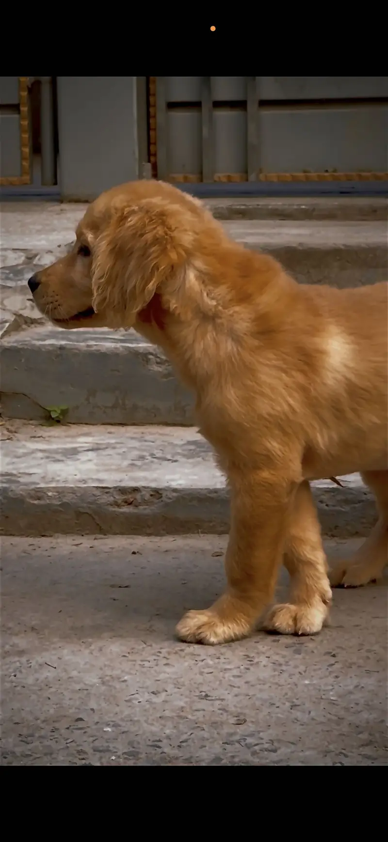 Golden Retriever Puppy | Puppy available| Imported Bloodline