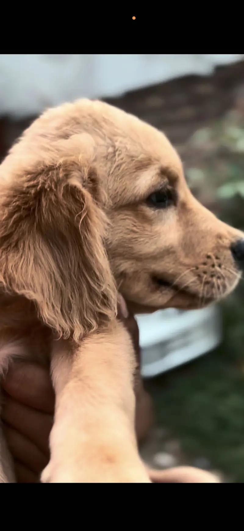 Golden Retriever Puppy | Puppy available| Imported Bloodline — photo 2