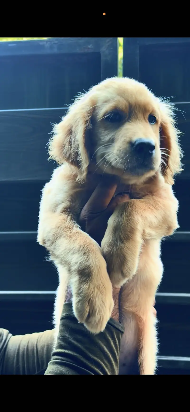Golden Retriever Puppy | Puppy available| Imported Bloodline — photo 3