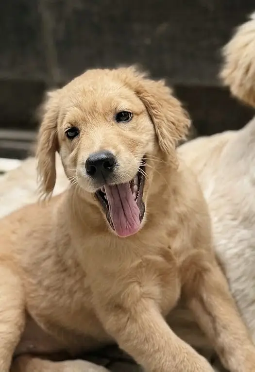 Golden Retriever Puppy | Puppy available| Imported Bloodline — photo 4