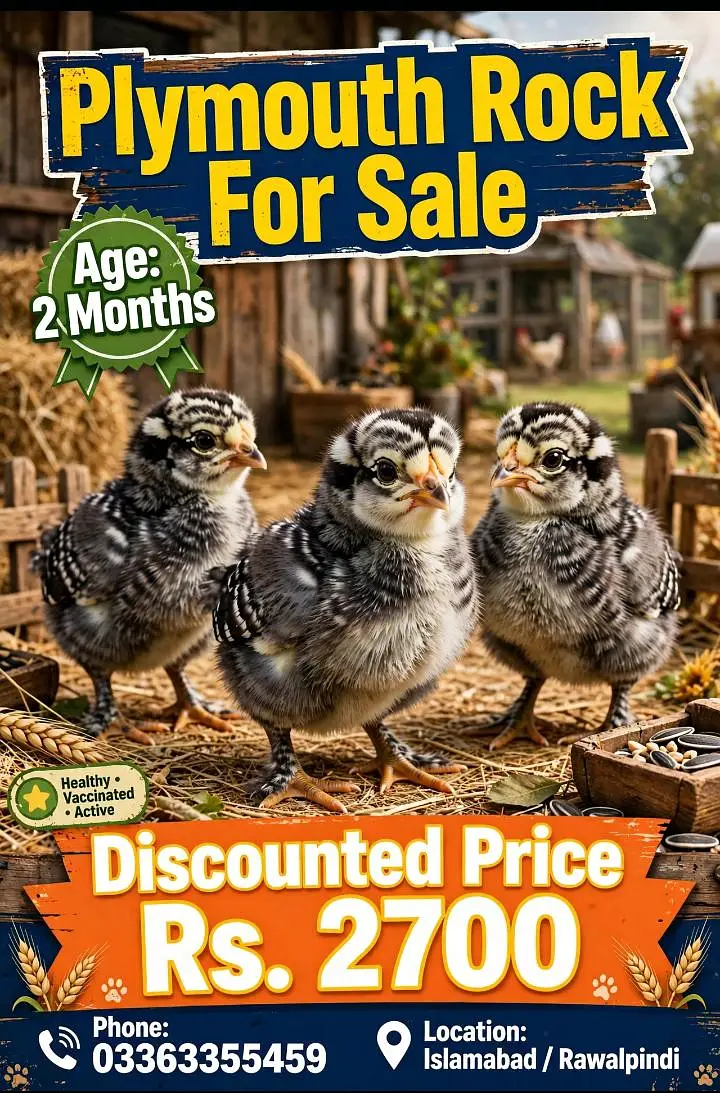 plymouth rock fancy American breed. for sale