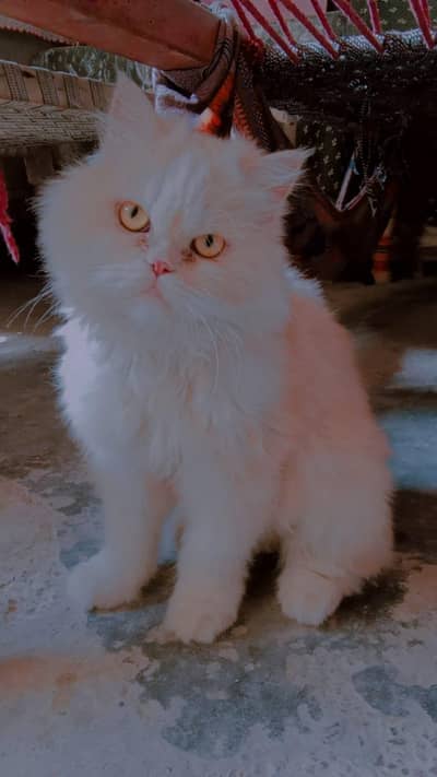 Persian cat
