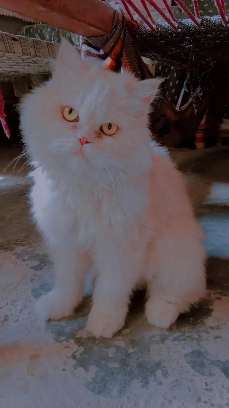 Persian cat