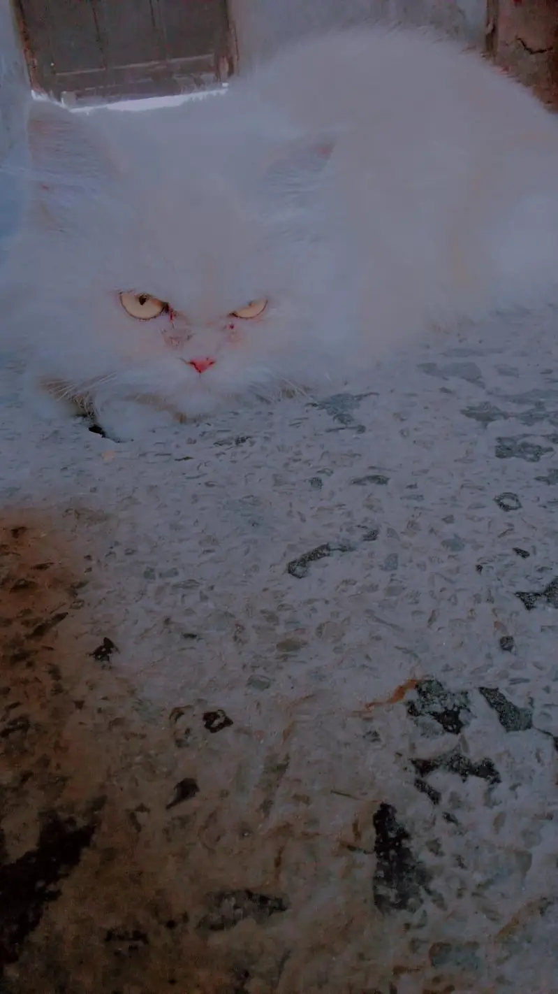 Persian cat — photo 2