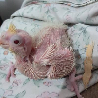 Cocktail Chicks