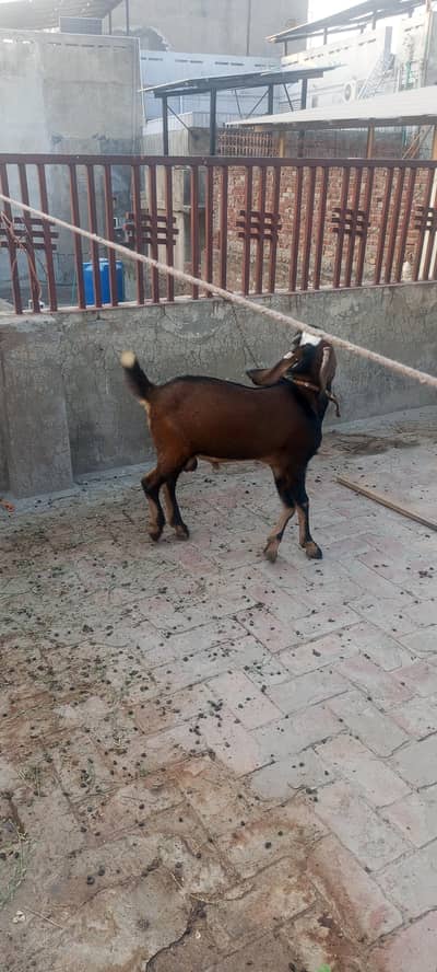 Active aur healthy, Mashallah, sab kuch khata peeta hai.