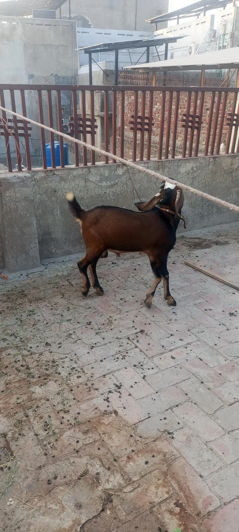 Active aur healthy, Mashallah, sab kuch khata peeta hai.