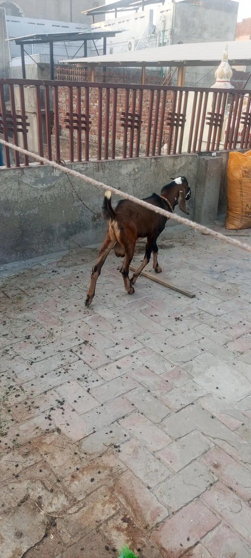 Active aur healthy, Mashallah, sab kuch khata peeta hai. — photo 2