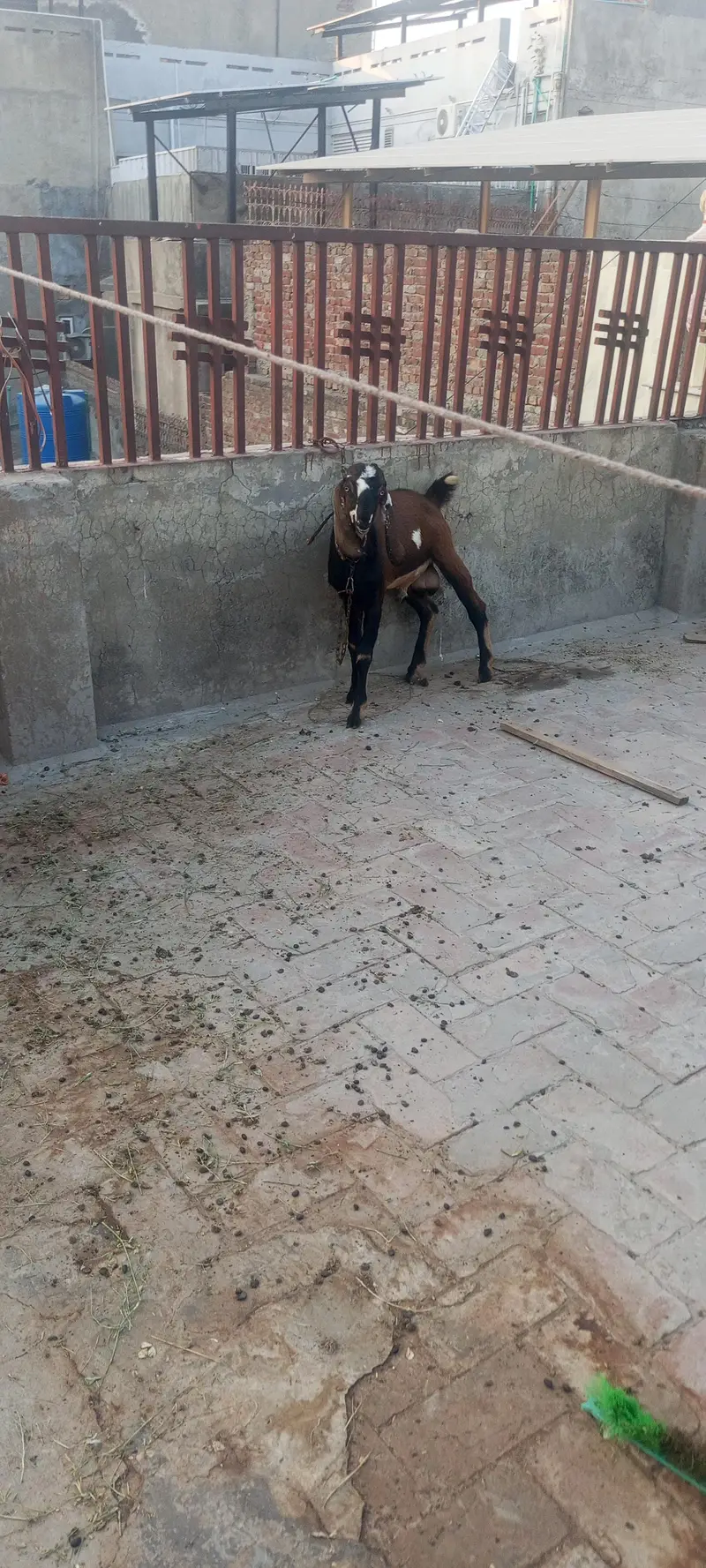 Active aur healthy, Mashallah, sab kuch khata peeta hai. — photo 3