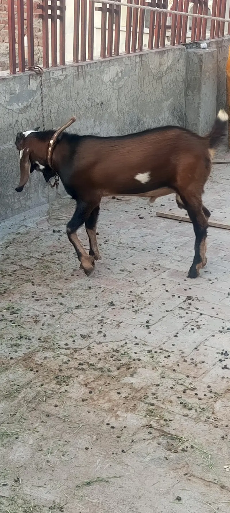 Active aur healthy, Mashallah, sab kuch khata peeta hai. — photo 4