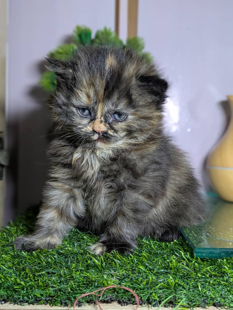 pershain Kitten 0