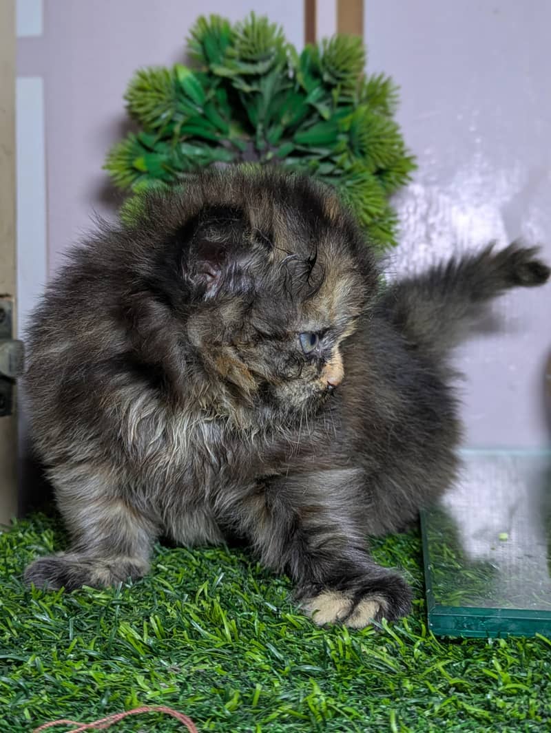 pershain Kitten 1