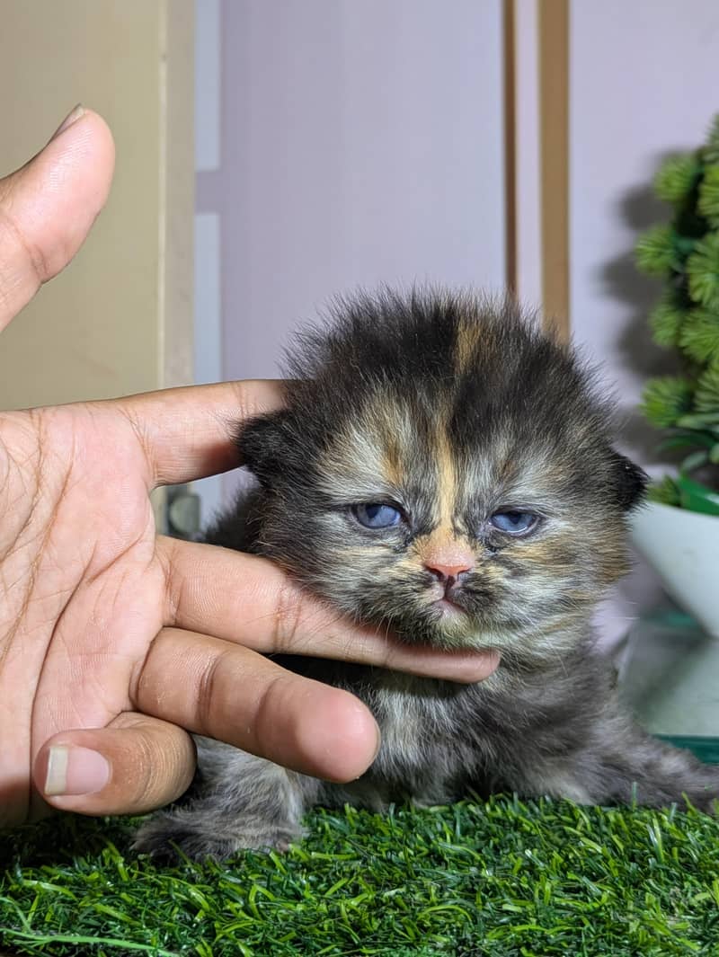 pershain Kitten 2