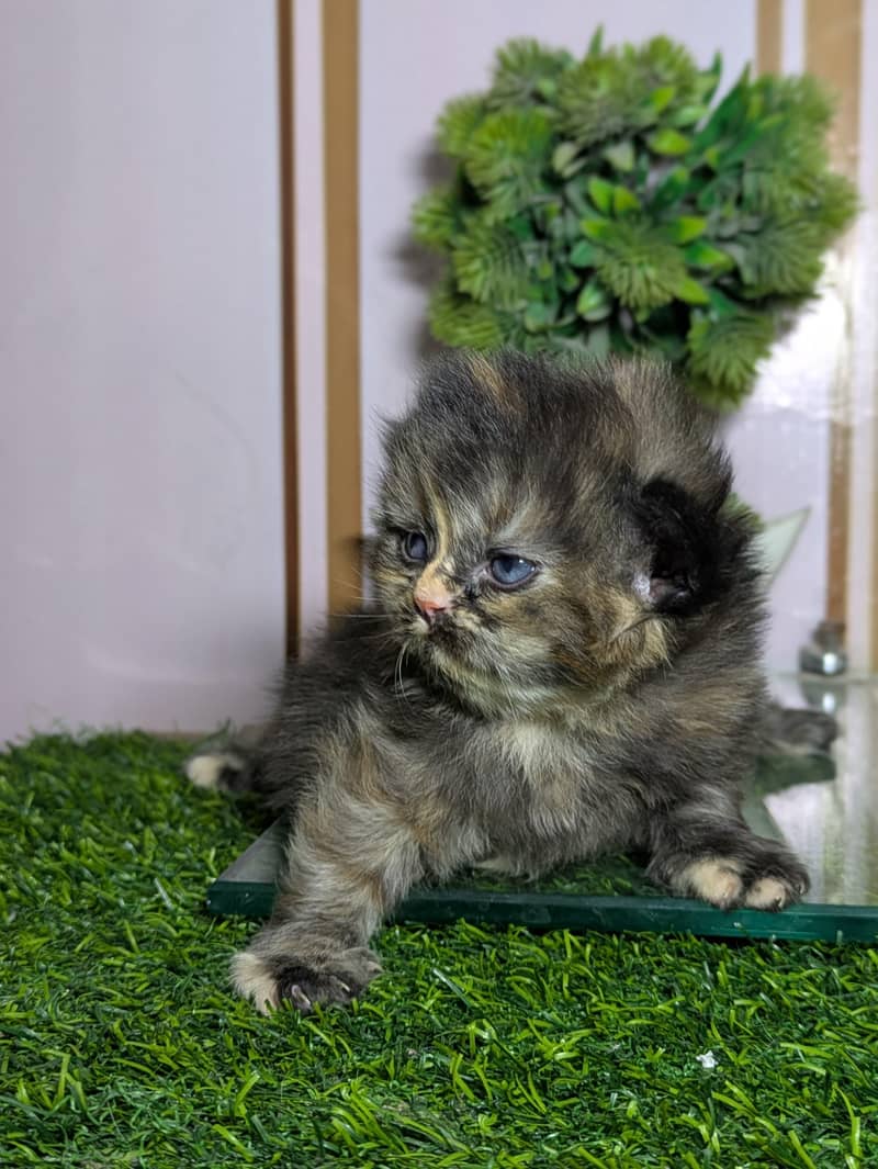 pershain Kitten 3