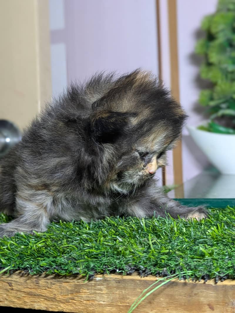 pershain Kitten 4