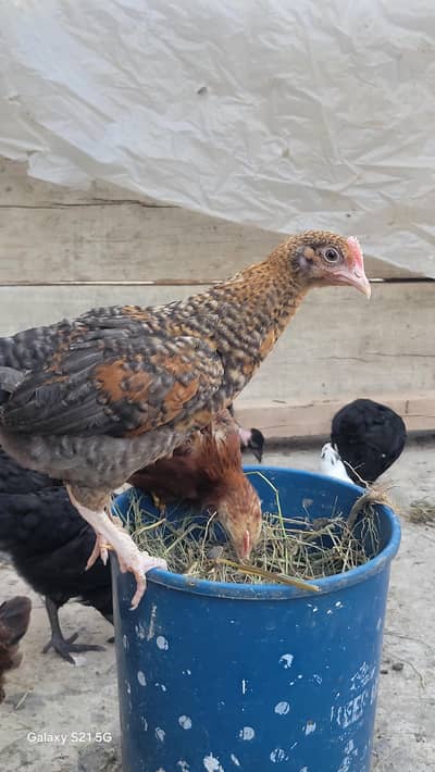 Golden Misri chicks for sale / Desi Hens age 1 month ( 03467621562)