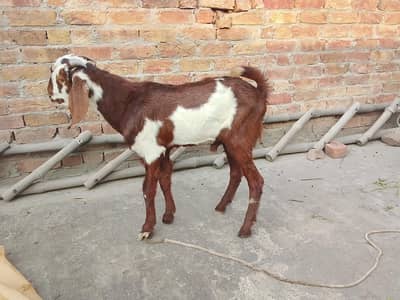 male for sale