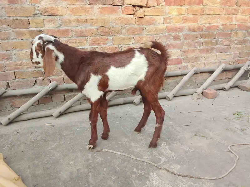 male for sale