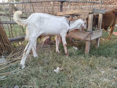 12 Makhi Cheena Bakre