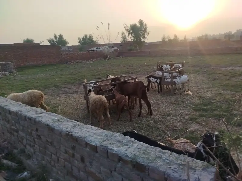 12 Makhi Cheena Bakre — photo 2