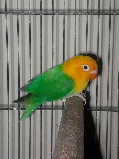 Multi colour love birds available