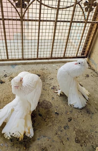 Top Quality English Fantail Pigeon Pair For Sale