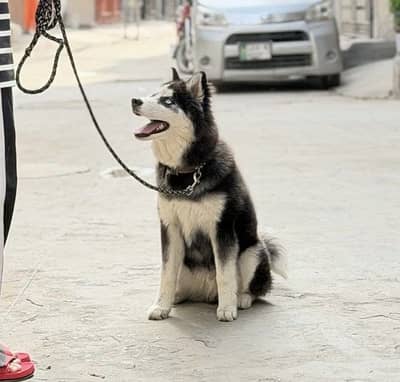 Husky