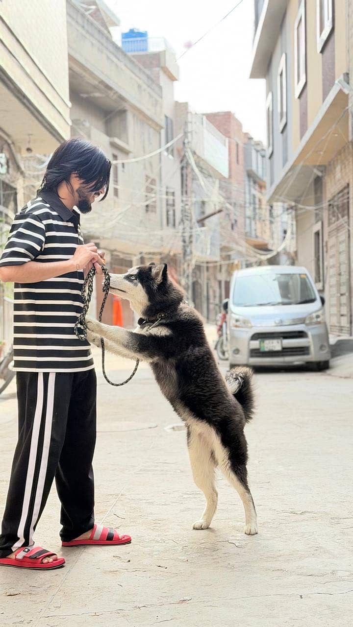 Husky 1