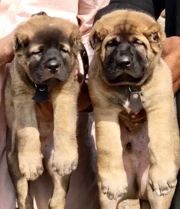 Turdish kangal / security dog / king Turdish kangal puppies