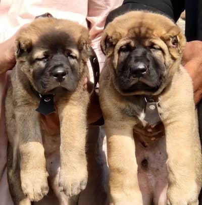 Turdish kangal / security dog / king Turdish kangal puppies