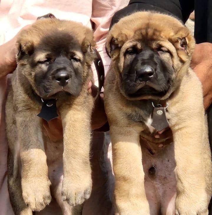 Turdish kangal / security dog / king Turdish kangal puppies - Dogs ...