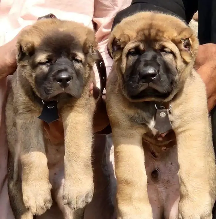 Turdish kangal / security dog / king Turdish kangal puppies — photo 2