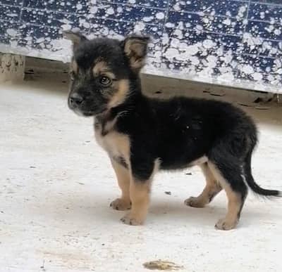 German shepherd female