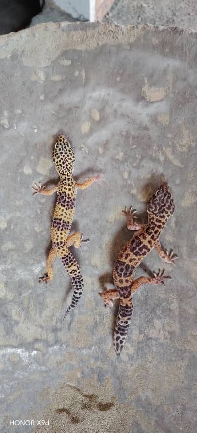 cheeta chepkle