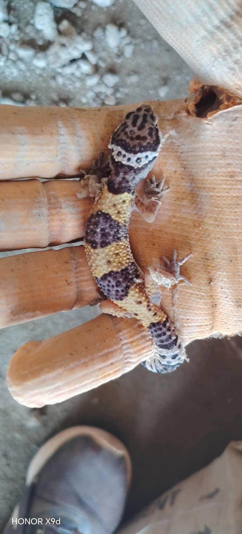 cheeta chepkle 1