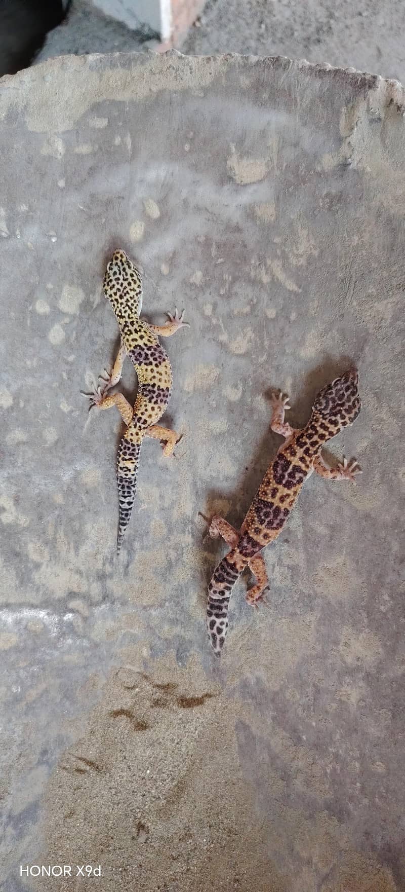 cheeta chepkle 2