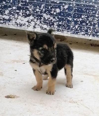 German shepherd female