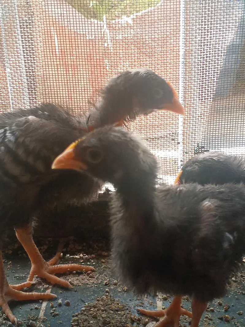 plymouth rock fancy American breed. for sale — photo 2